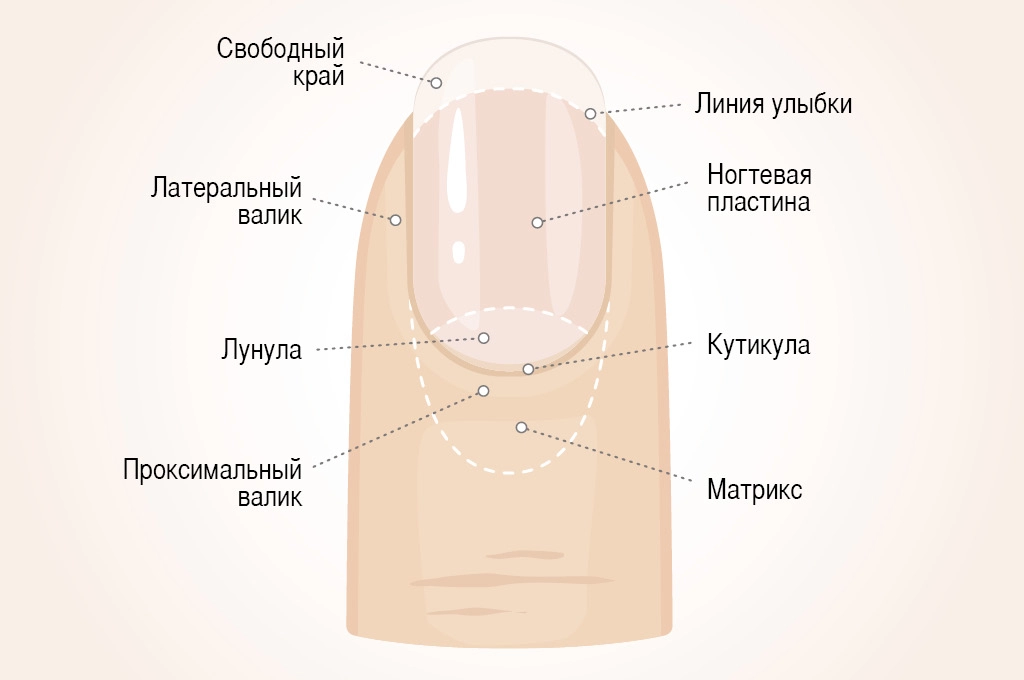 Онихобласты. Структура ногтевой пластины. Строение ногтя. Схема строения ногтя. Строения ногтя для маникюра.